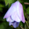 Anemone nemorosa Robinsoniana - Abriachan Nurseries